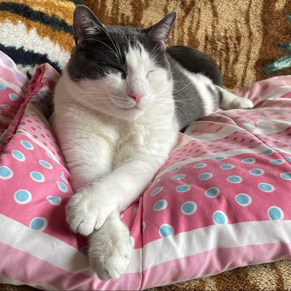 Meet your Posher, Barbara - Picture 3 of 5